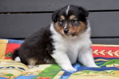 odin01
