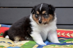 odin02