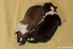welpen01