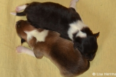 welpen03