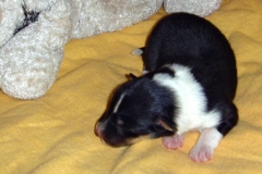 huendin_paloma