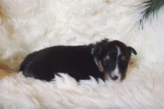 paloma