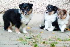 pepe-paloma-polly
