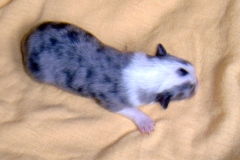 Romeo - Geburt