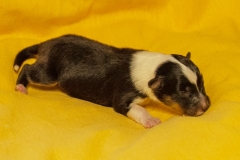 Roxy - Geburt