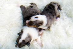 Rambo und-Romeo mit 2 Wochen