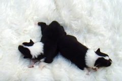Rica und Roxy mit 2 Wochen