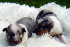Randy und Rocky mit 2 Wochen - Bild 3