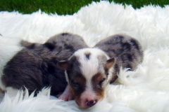 Rambo und Romeo mit 2 Wochen - Bild 2