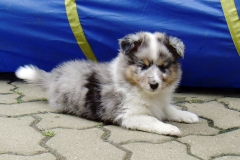 Rambo mit 6 Wochen