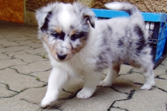 Rocky mit 6 Wochen