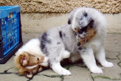 Rocky mit 6 Wochen