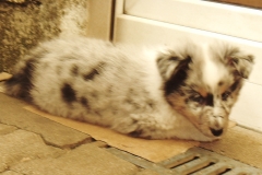 Rocky mit 8 Wochen