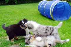 Roxy, Romeo und Randy mit 8 Wochen