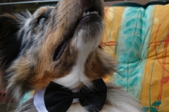 Rocky im Hochzeitdress