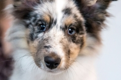 Rambo