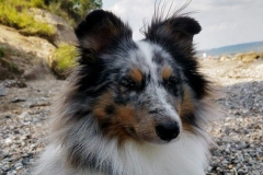 Rambo