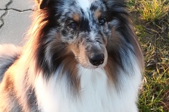 Rocky aus dem R-Wurf