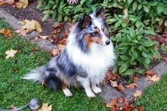 Romeo aus dem R-Wurf