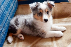 romeo-im-neuen-heim