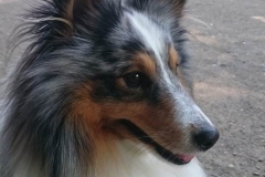 Romeo aus dem R-Wurf