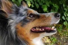 Romeo aus dem R-Wurf