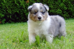 Rambo mit 4 Wochen