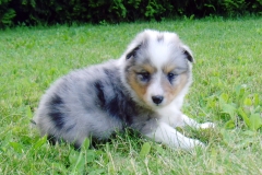 Romeo mit 4 Wochen