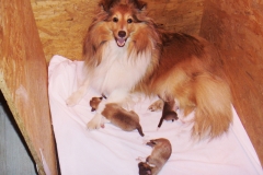 Die Mama mit ihren Welpen - S-Wurf