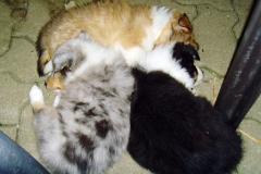 Welpen mit 6 Wochen