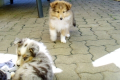 Romeo und Sally mit 8 Wochen