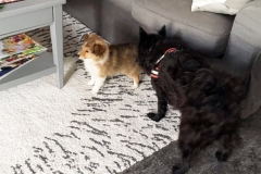 simon-im-neuen-heim