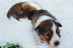 Sally mit 2 Wochen