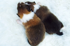 Simon und Sally mit 2 Wochen