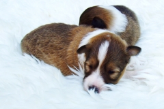 Sissi mit 2 Wochen