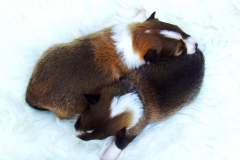 Sissi und Senta mit 2 Wochen