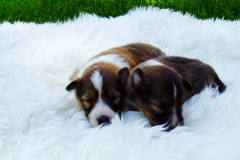 Sissi und Senta mit 2 Wochen