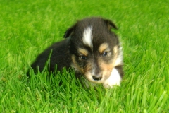 Tara mit 4 Wochen