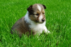 Tracy mit 4 Wochen