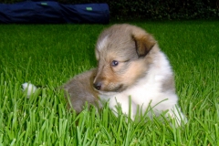 Tyson mit 4 Wochen