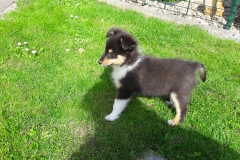 Travis mit 8 Wochen