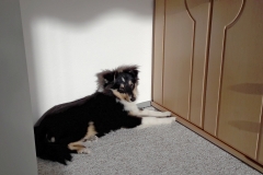 Tara aus dem T-Wurf