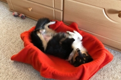 Tara aus dem T-Wurf