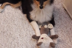 Tara aus dem T-Wurf