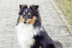 Tara aus dem T-Wurf