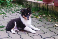 Terry aus dem T-Wurf
