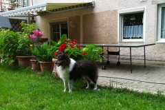 Terry aus dem T-Wurf