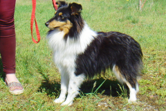 Terry aus dem T-Wurf