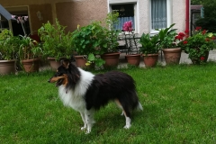 Terry aus dem T-Wurf
