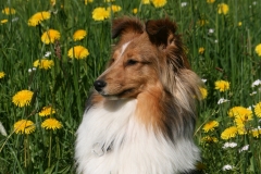 Tracy aus dem T-Wurf